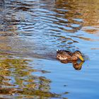 Nicht nur die Ente spiegelt sich