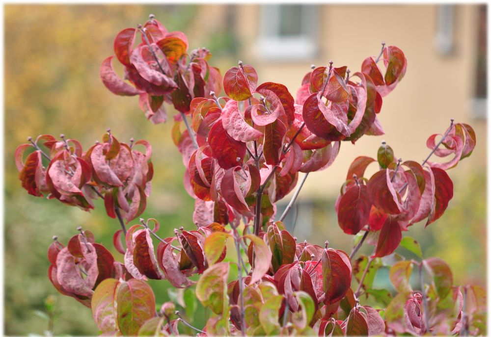 Nicht nur die Liebe .... auch der Herbst kann Rot sein