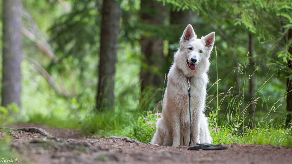 Nicht nur ein Hund