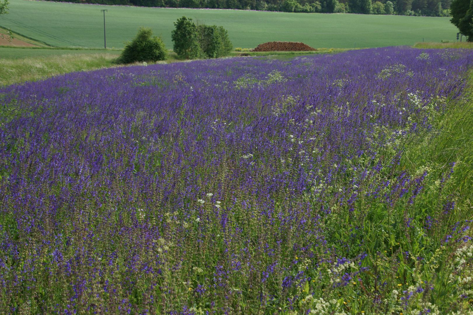 Nicht nur ein Wiesensalbei sondern eine Salbeiwiese