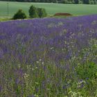 Nicht nur ein Wiesensalbei sondern eine Salbeiwiese