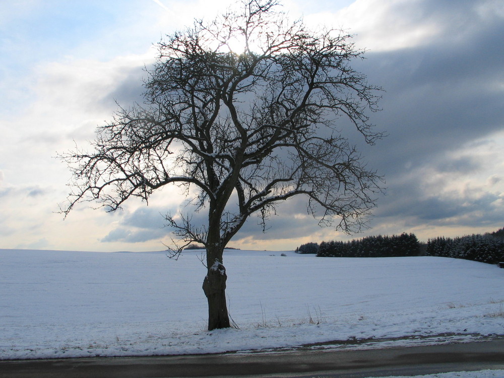 Nicht nur ein x beliebiger Baum