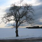 Nicht nur ein x beliebiger Baum