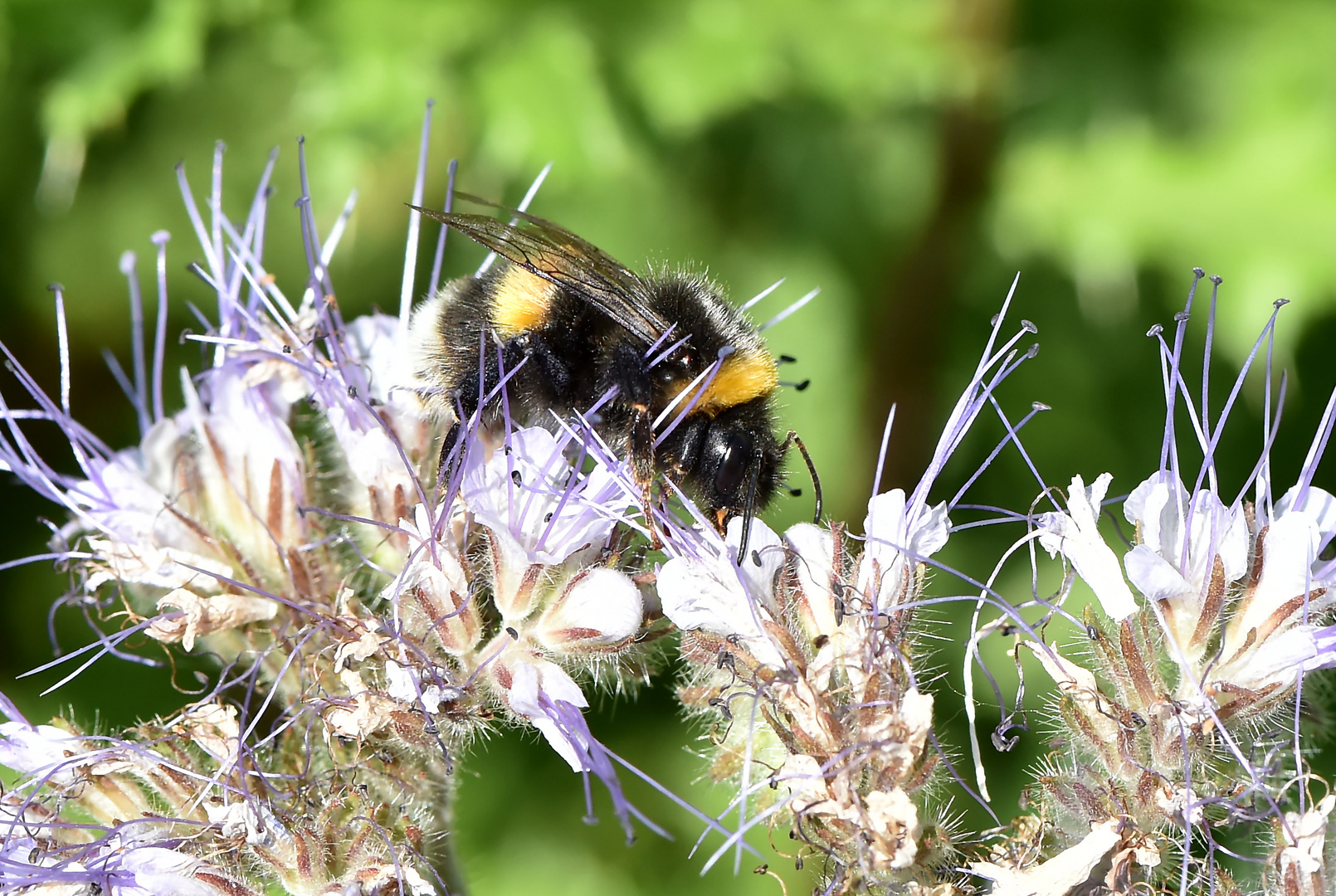 Nicht nur für Bienen