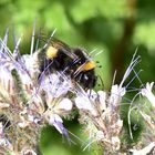 Nicht nur für Bienen