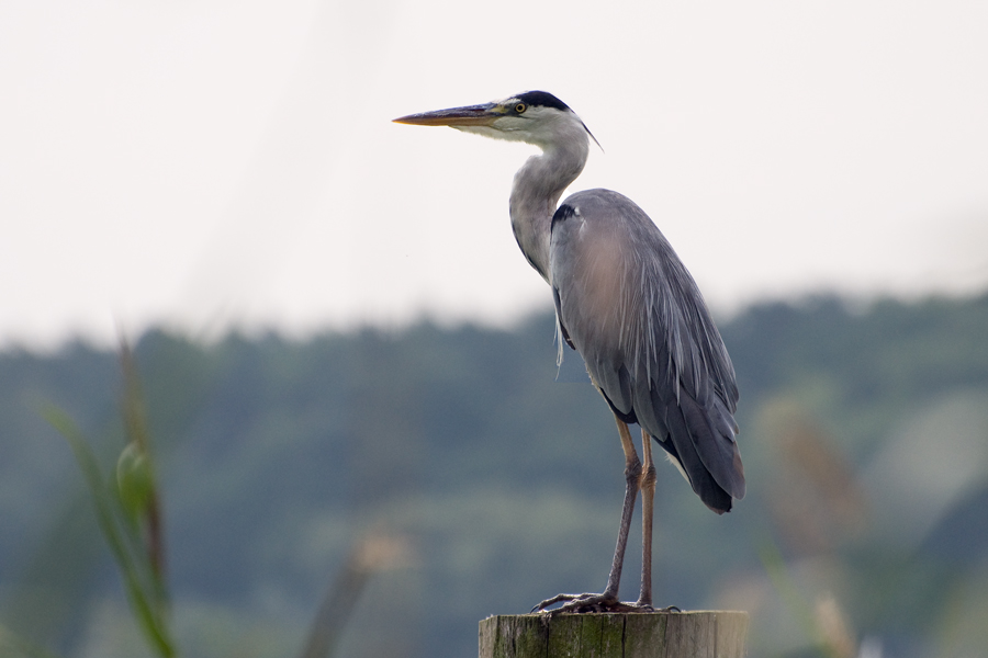 Nicht nur in Oberfranken gibt es "August-Reiher"! ;-)