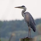 Nicht nur in Oberfranken gibt es "August-Reiher"! ;-)