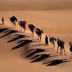 nicht nur Kamele werfen lange Schatten