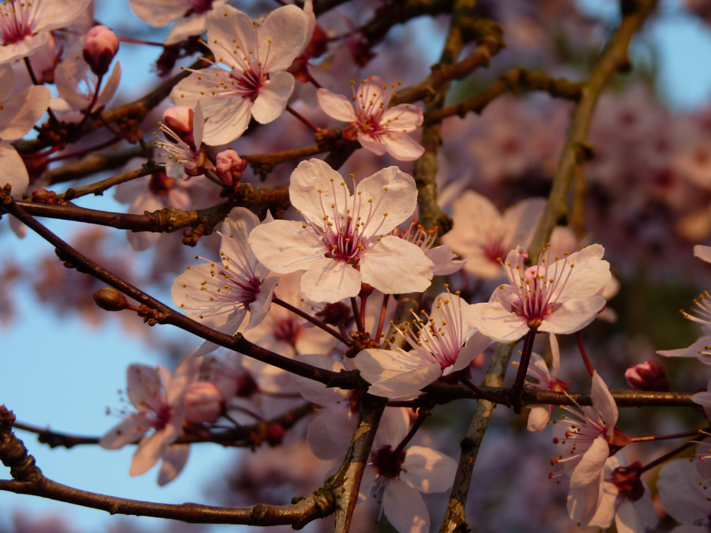 Nicht nur Kirschblüten sind rosa...^^