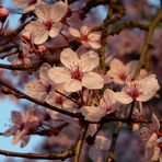 Nicht nur Kirschblüten sind rosa...^^