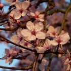 Nicht nur Kirschblüten sind rosa...^^