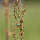 Nicht nur Kupfer setzt Grünspan an