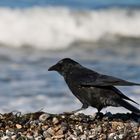 Nicht nur Möwen mögen den Strand