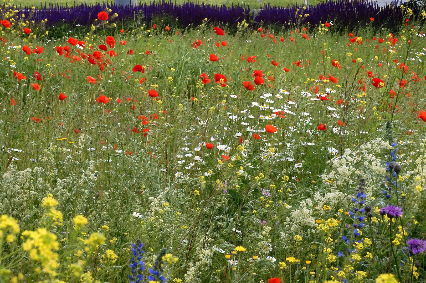 Nicht nur Mohn