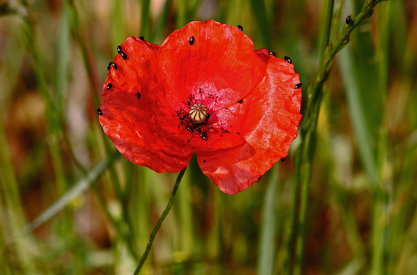 Nicht nur Mohn