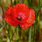 Nicht nur Mohn