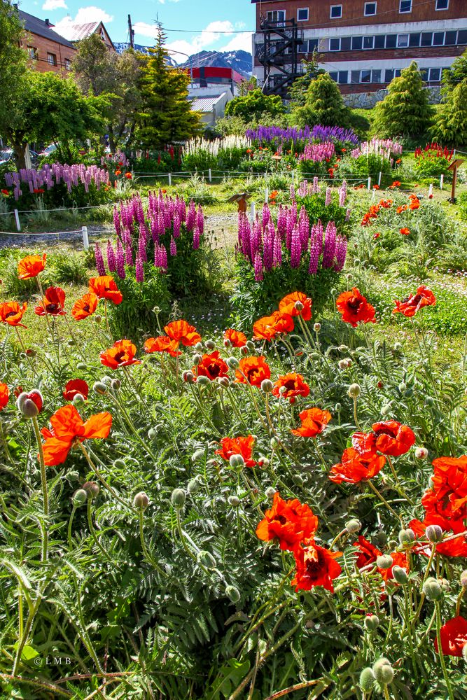 Nicht nur Mohn und Lupinen