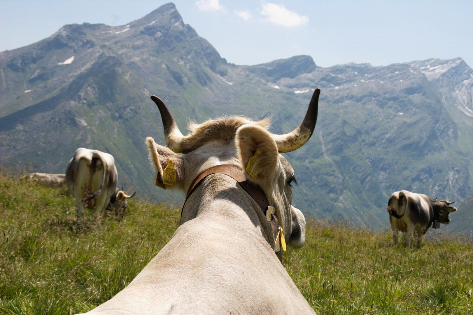 nicht nur Rindviecher genießen den Ausblick