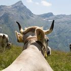 nicht nur Rindviecher genießen den Ausblick