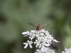 Nicht nur selber fliegen...