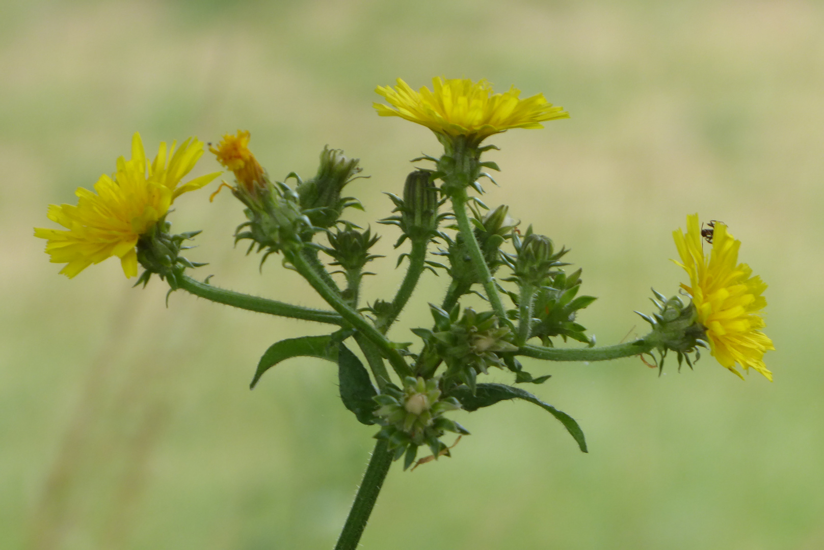 Nicht nur Sonnenblumen leuchten gelb