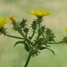 Nicht nur Sonnenblumen leuchten gelb