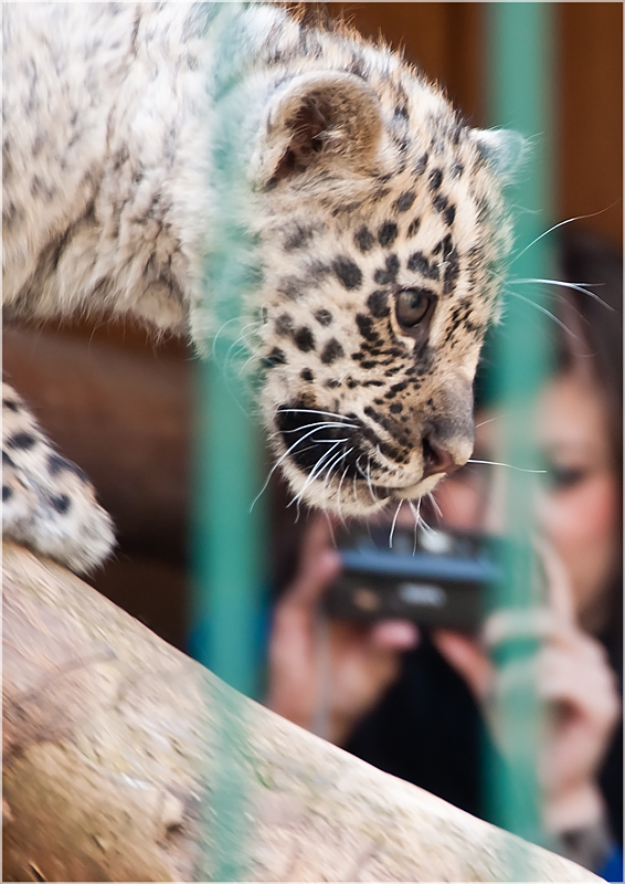 Nicht nur Tiere sind hinter Gittern