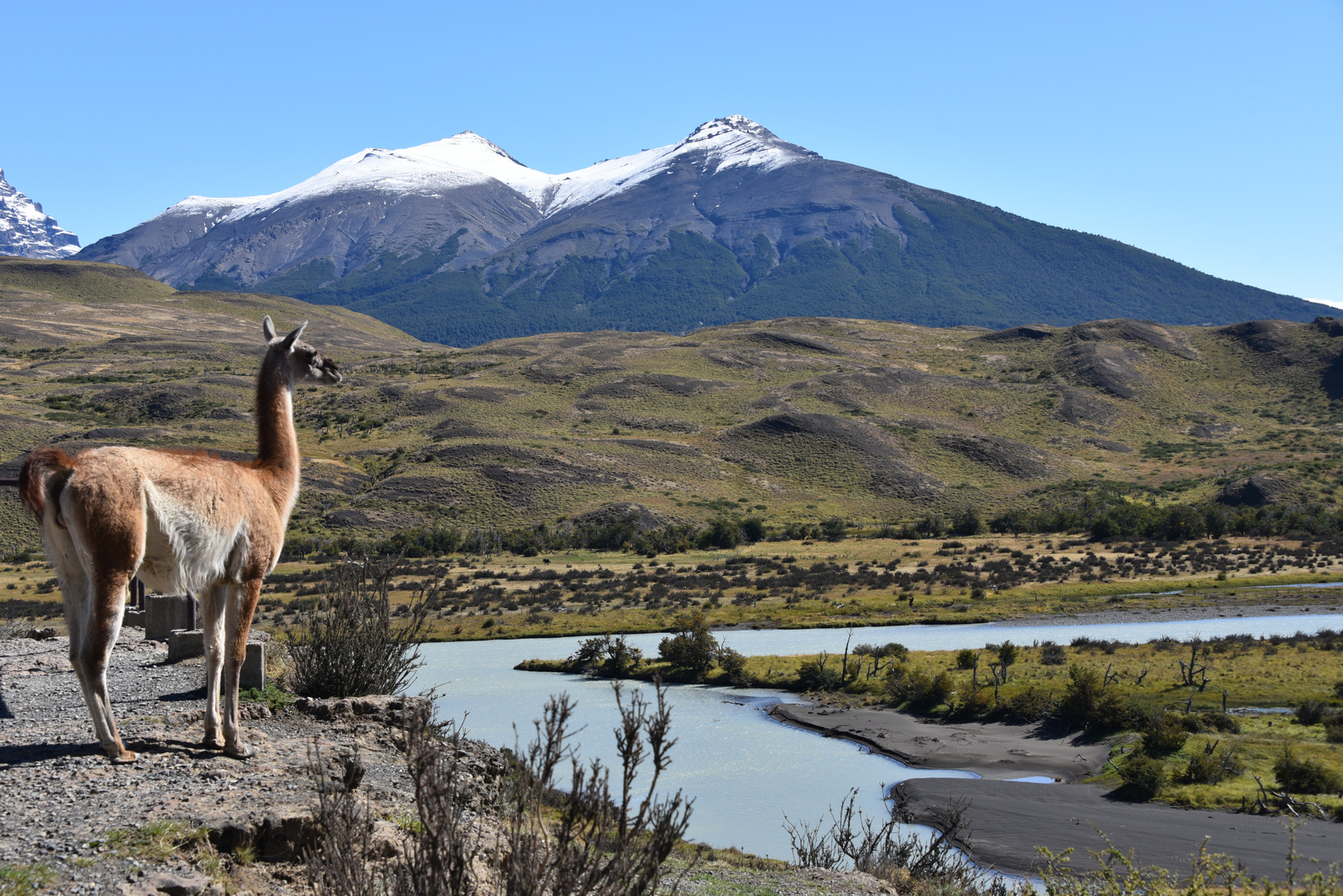 Nicht nur Touristen in Torres del Paine