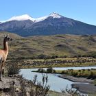 Nicht nur Touristen in Torres del Paine