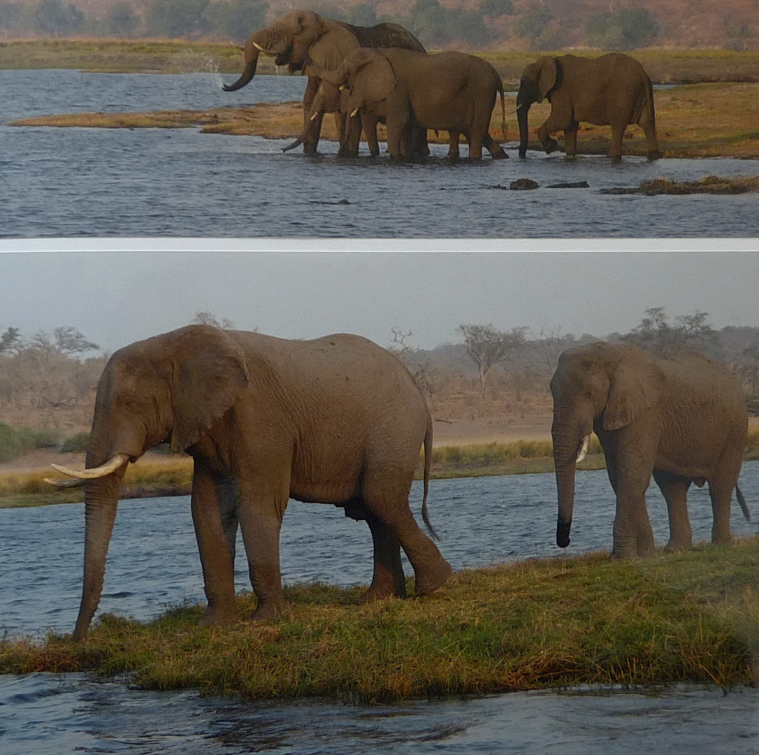 Nicht nur trinken, auch baden und schwimmen Chobe NP/Botswana