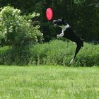 Nicht nur Vögel können fliegen