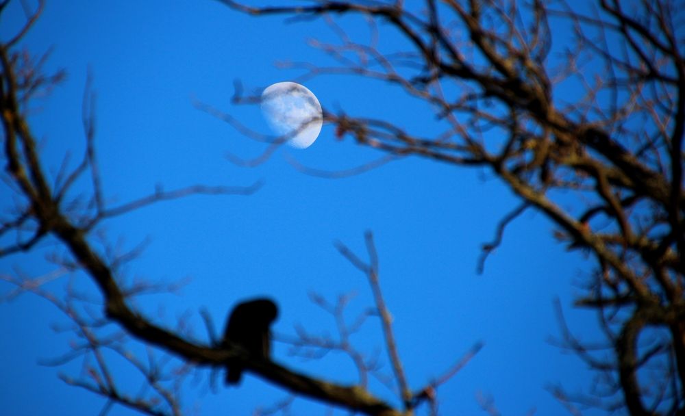 Nicht nur Wölfe lieben den Mond