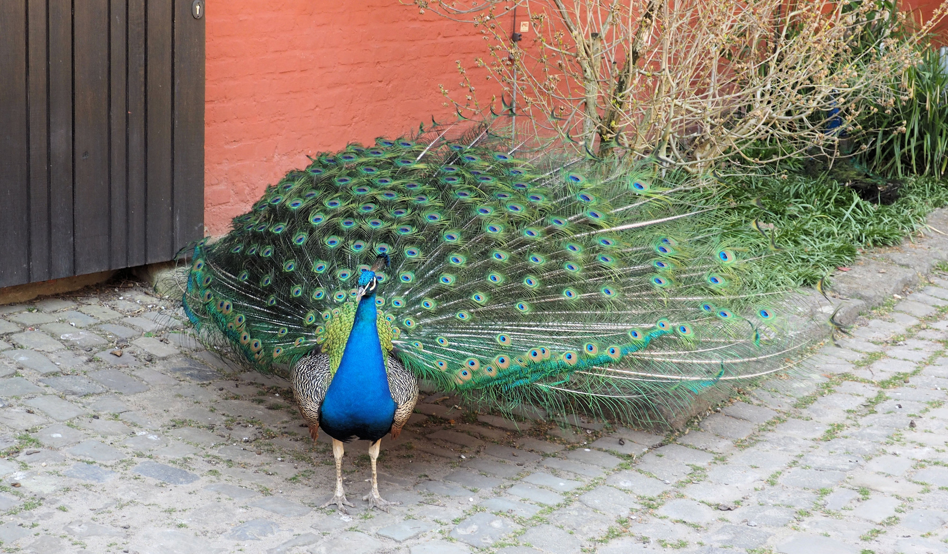 Nicht nur zum Rosenmontag bunt ...