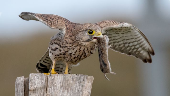 Nicht ohne meine Maus!