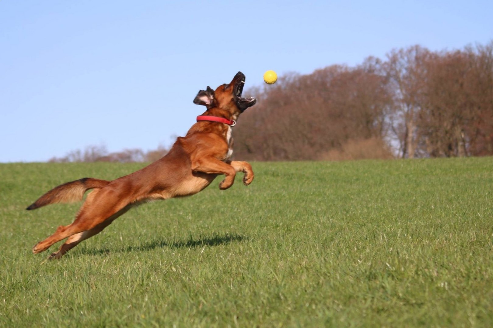 Nicht ohne meinen Ball