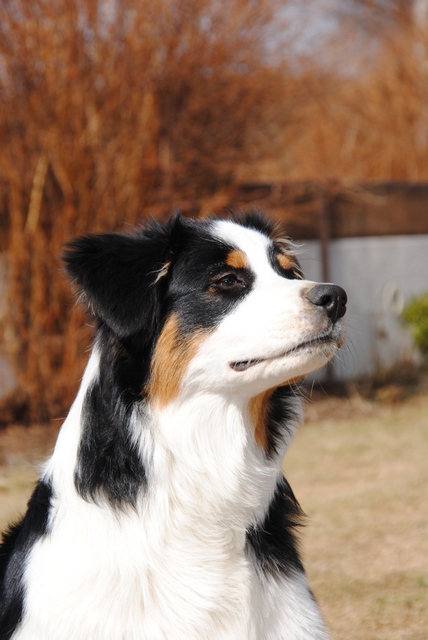 nicht perfekt aber der PERFEKTE HUND !