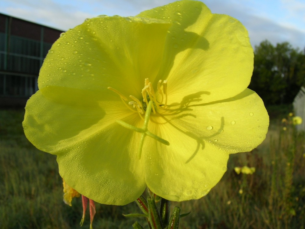 Nicht perfekt, aber eine schöne Blüte