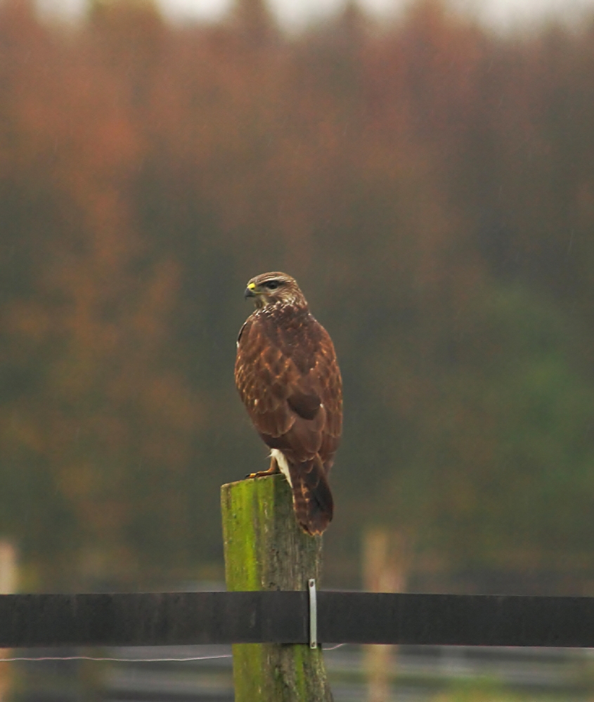 nicht perfekt....aber mein erster in Freiheit lebender Greifvogel