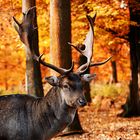 Nicht röhrender Hirsch