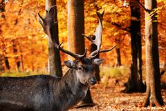 Nicht röhrender Hirsch