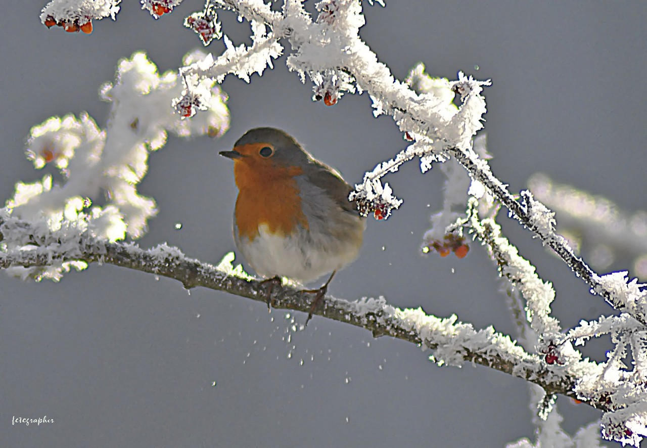 Nicht Schneeweißchen sondern Rotkehlchen