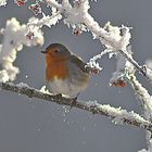 Nicht Schneeweißchen sondern Rotkehlchen