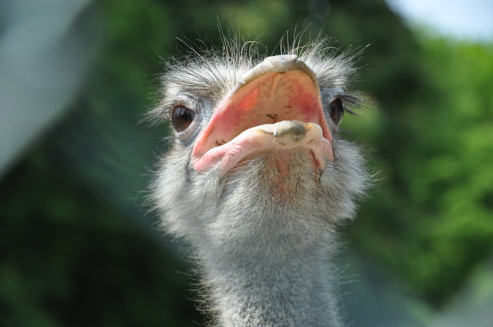 Nicht schön, aber diese Augen !