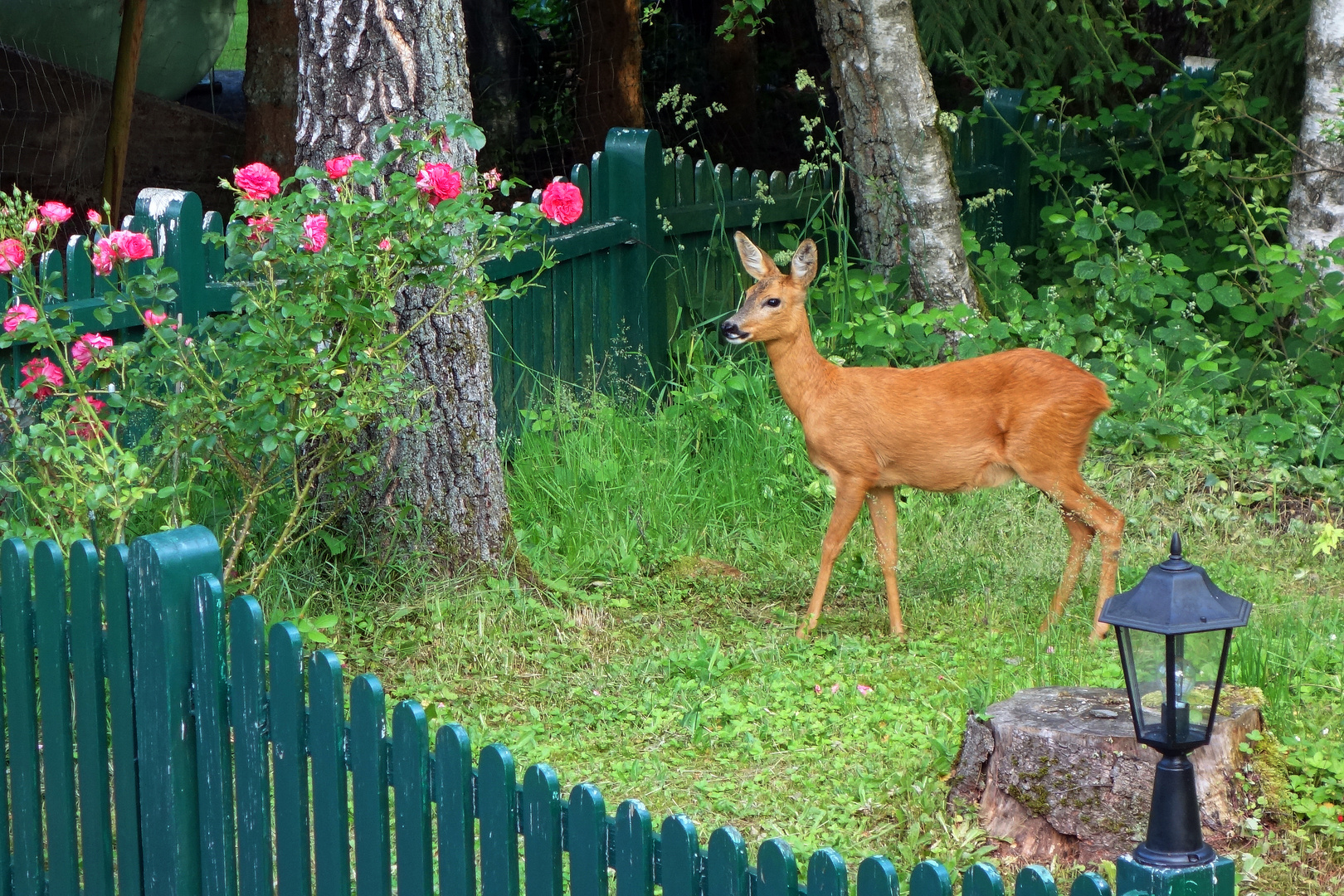 nicht schon wieder die Rosen