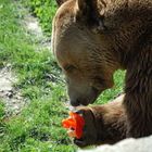 Nicht schon wieder nur Paprika