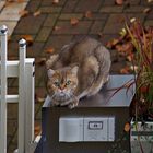 Nicht Schrödingers sondern Nachbars Katze ;—]]