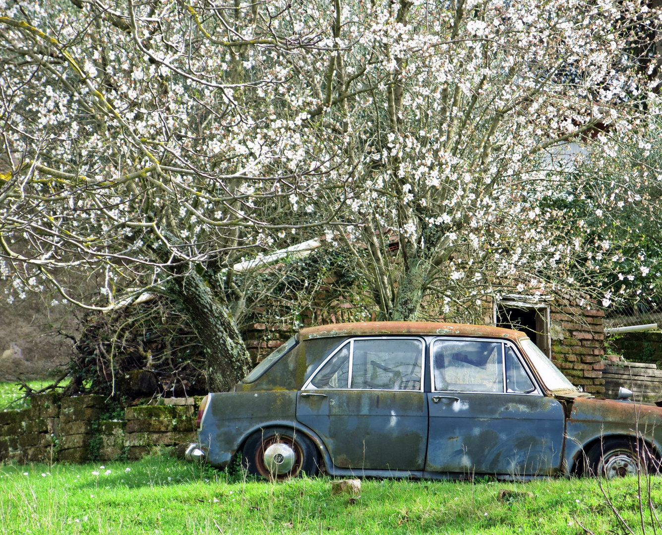 nicht "sein" Frühling