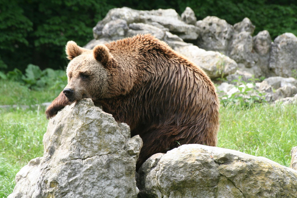 Nicht so berühmt wie Flocke und Knut,aber trotzdem eindrucksvoll