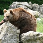 Nicht so berühmt wie Flocke und Knut,aber trotzdem eindrucksvoll