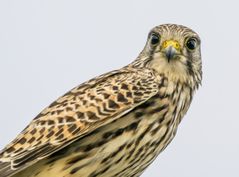 "Nicht so ernst ..... bitte lächeln"